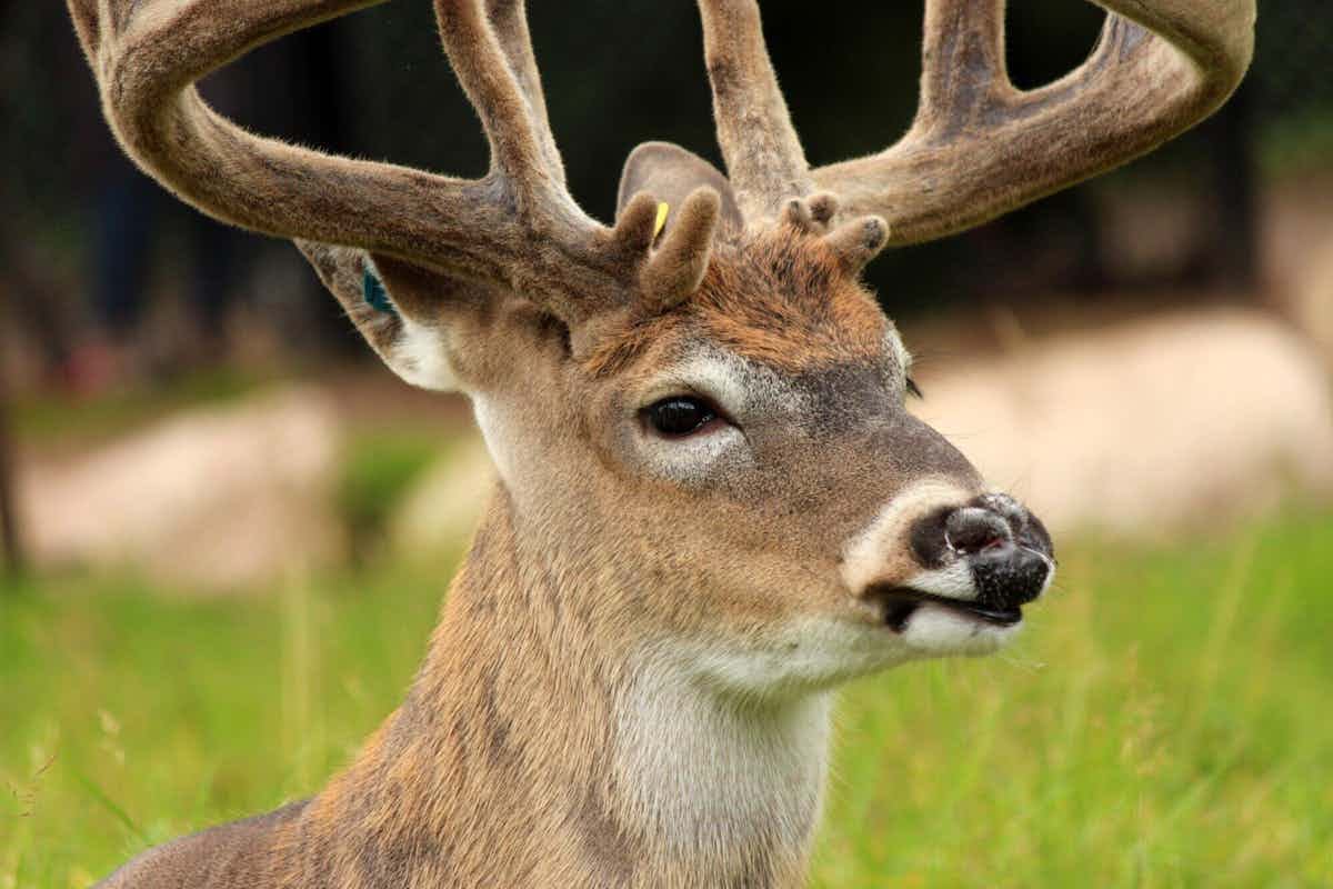 picture of a deer getting hunted